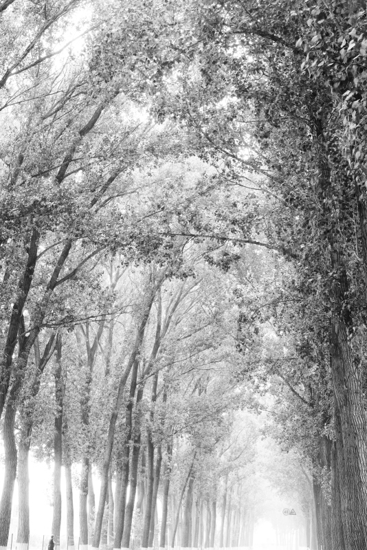 【fulcrum-29】 骑行延庆林荫路 2012年8月26日.JPG