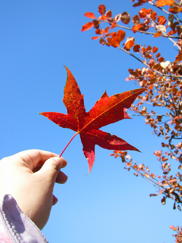 殷血丹霞 一叶知秋.jpg