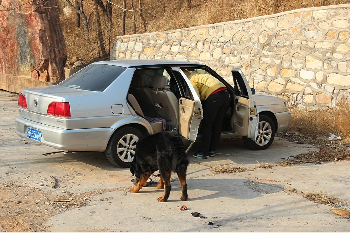 这大藏獒还喝水呢