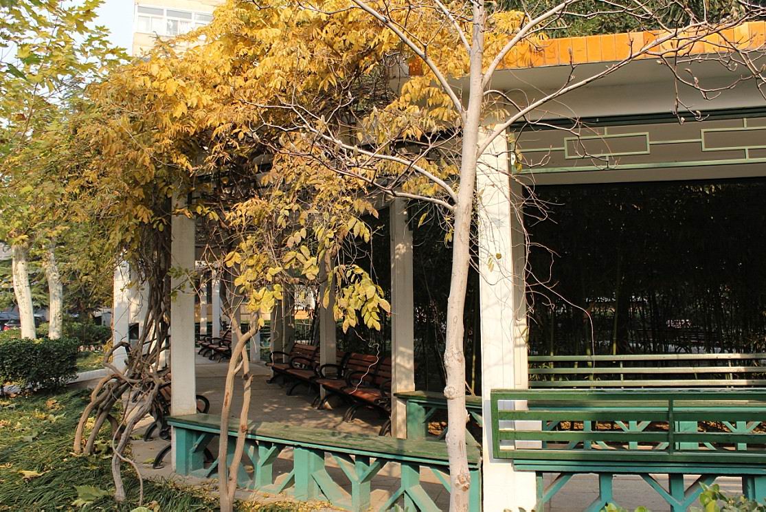 这是我家院里最后一点秋色了