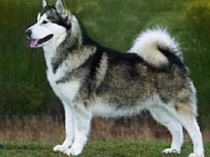 Alaskan_Malamute.jpg