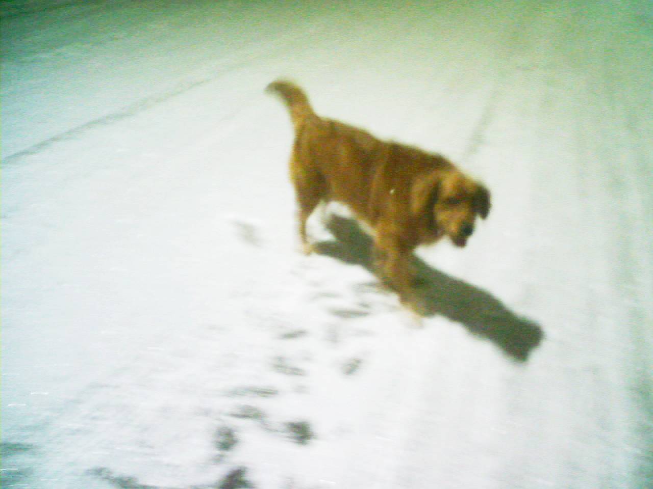 刚刚过一周生日的大金毛，是老婆和孩子的最爱。