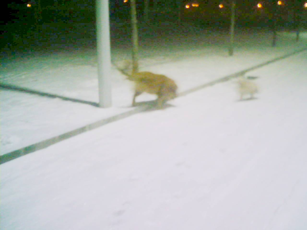 大金毛和小串串在对峙。