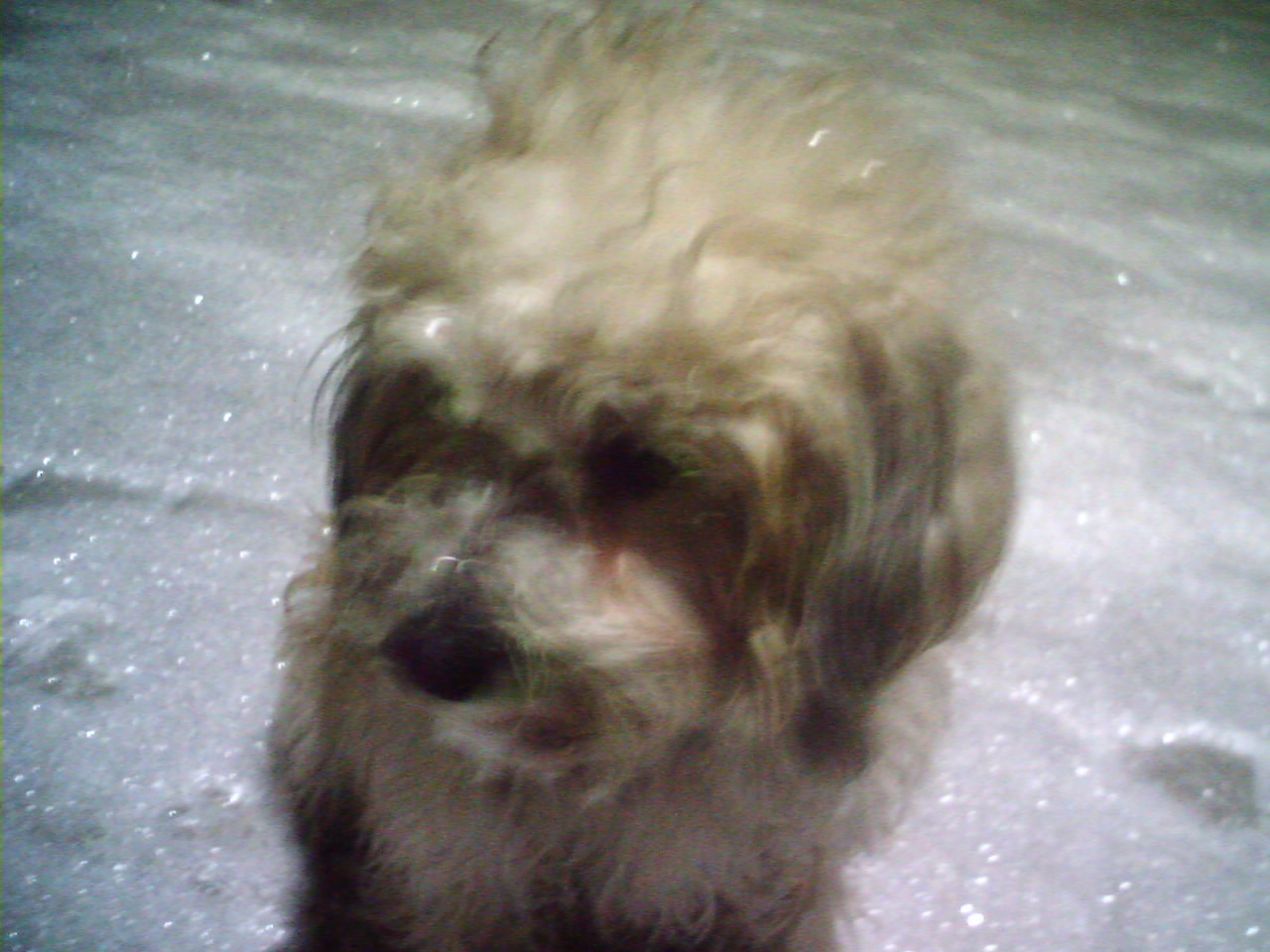 别人送我的小串串，像流浪狗一样。