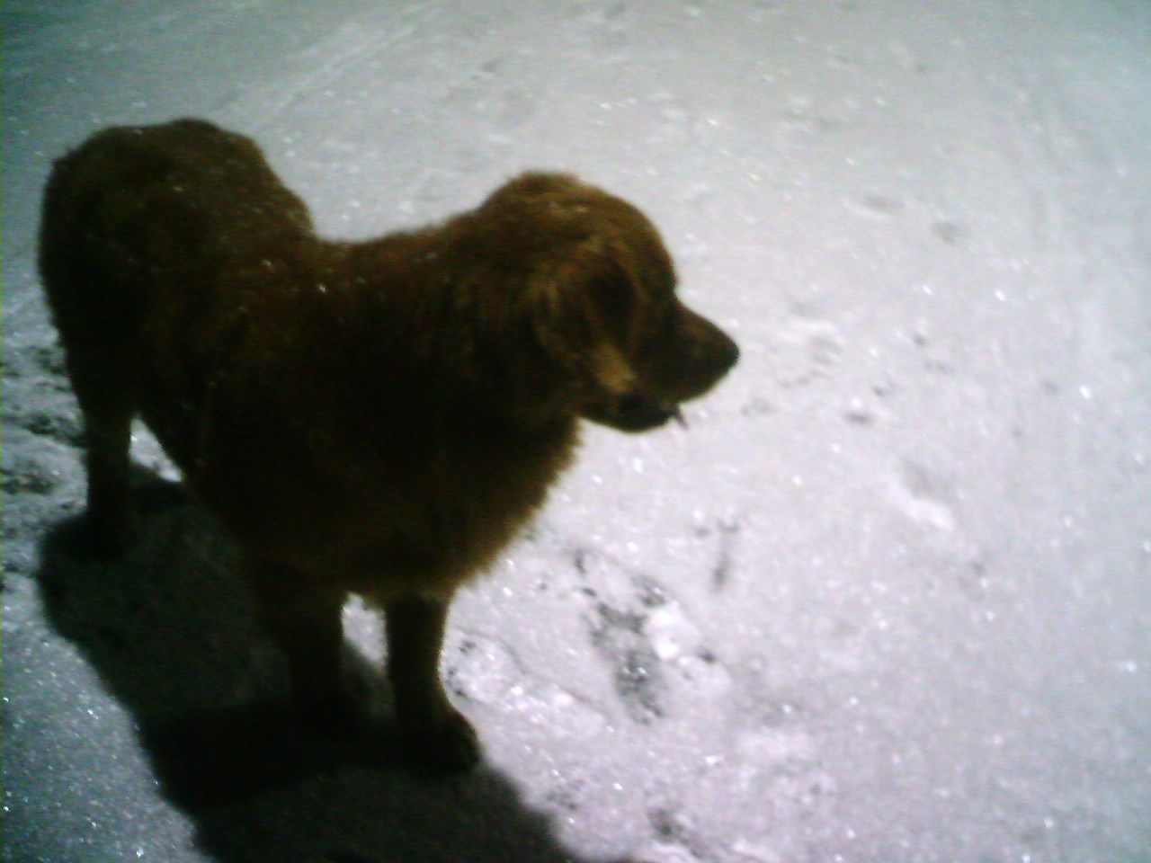 站在我跟前的大金毛