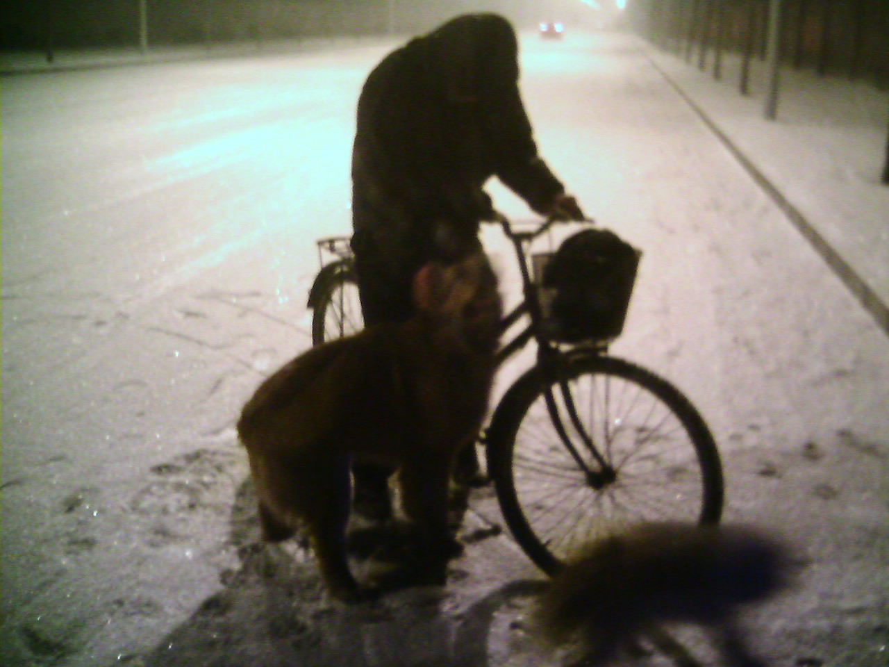 热情的大金毛摇头摆尾围着人家转。