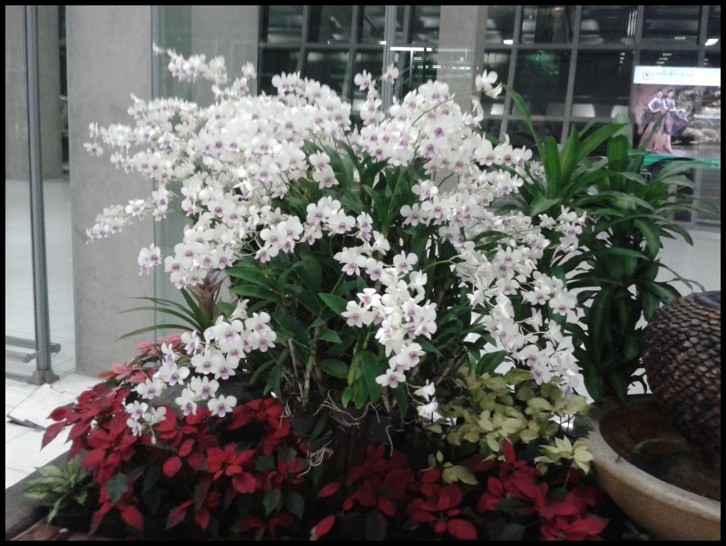 conew_20121226_225937.jpg