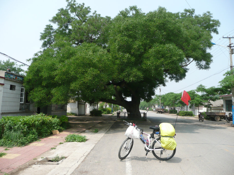 路面中的古槐树，从东向西顺光拍照。
