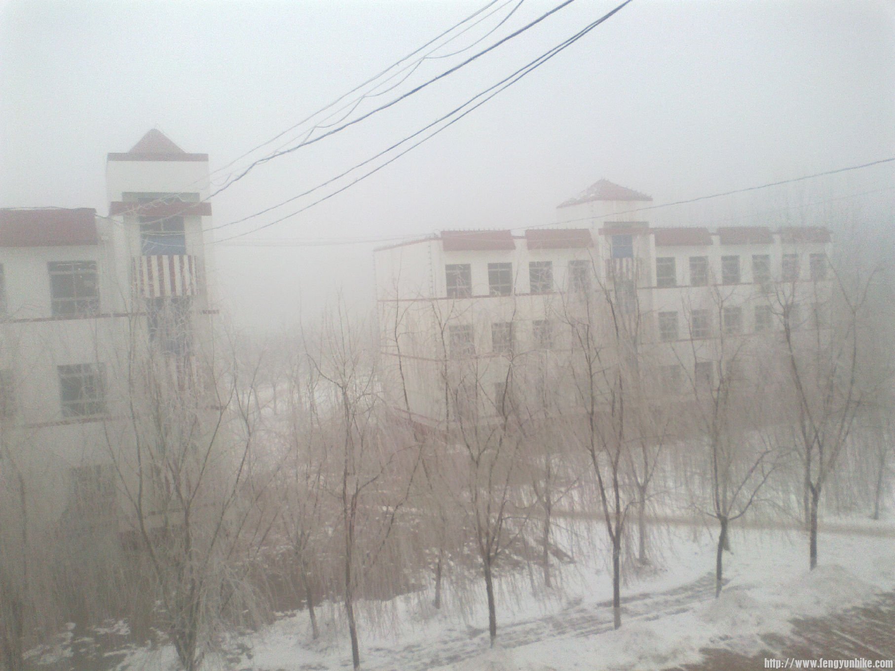 这是单位现在树上也都是冰渣，不想下去了，所以就这张吧。中午了雾还没散！ ... ... ...
