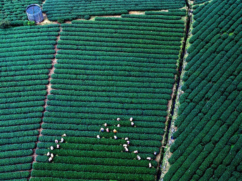 阿里山的高山茶园