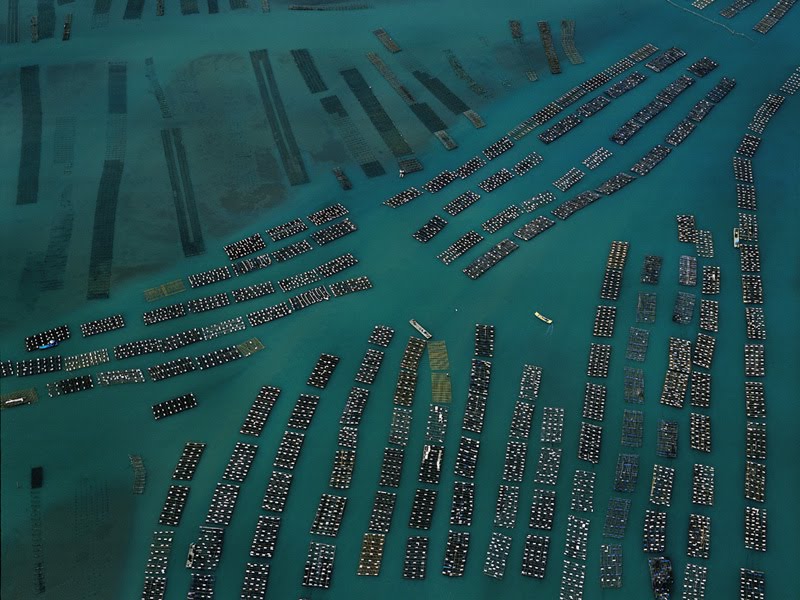 台南的蚵棚，就是牡蛎棚架