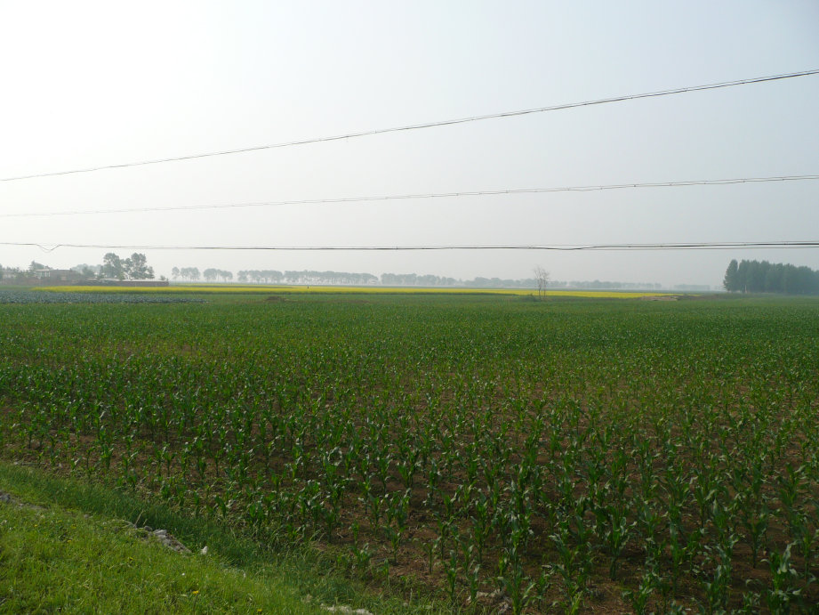 右转后路边种的庄稼有玉米、油菜花、还有瓜类。