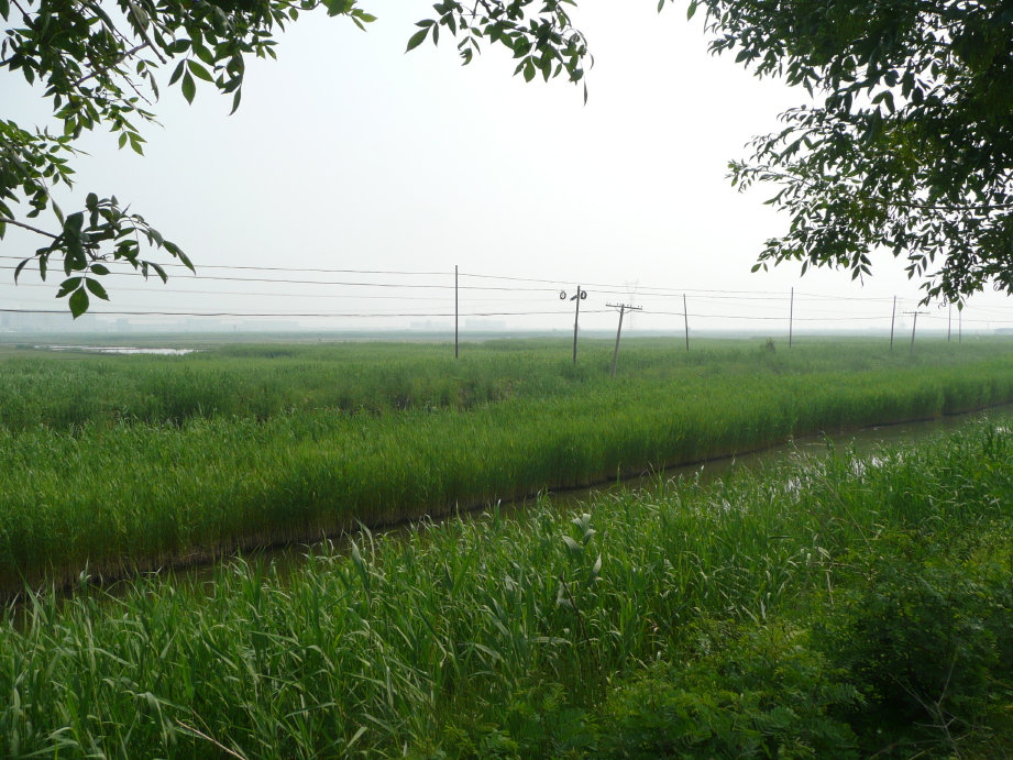 一望无际的芦苇，大苇莺的叫声陪伴我骑行很快乐。