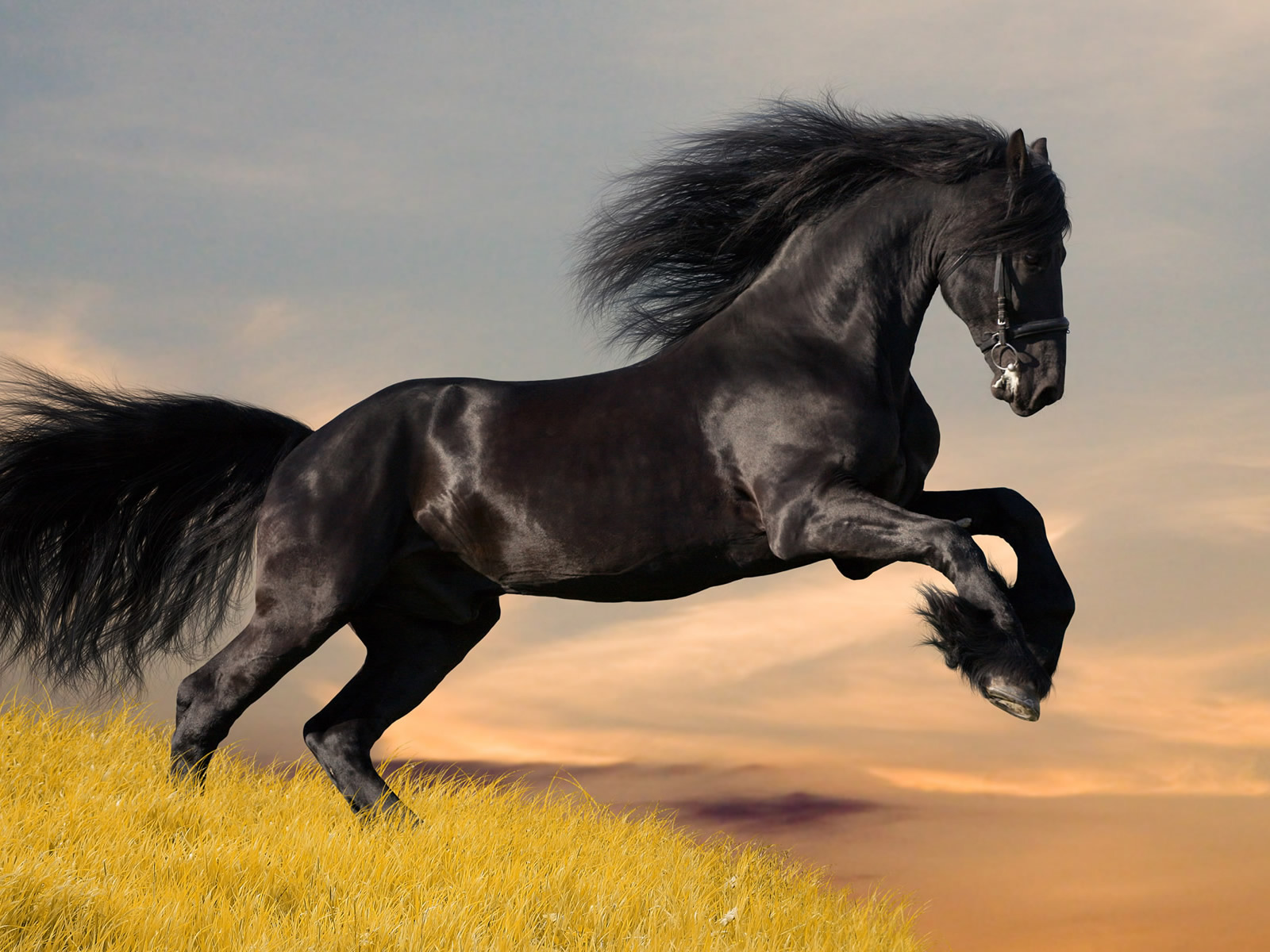 animal-black-horse-backgrounds-wallpapers.jpeg