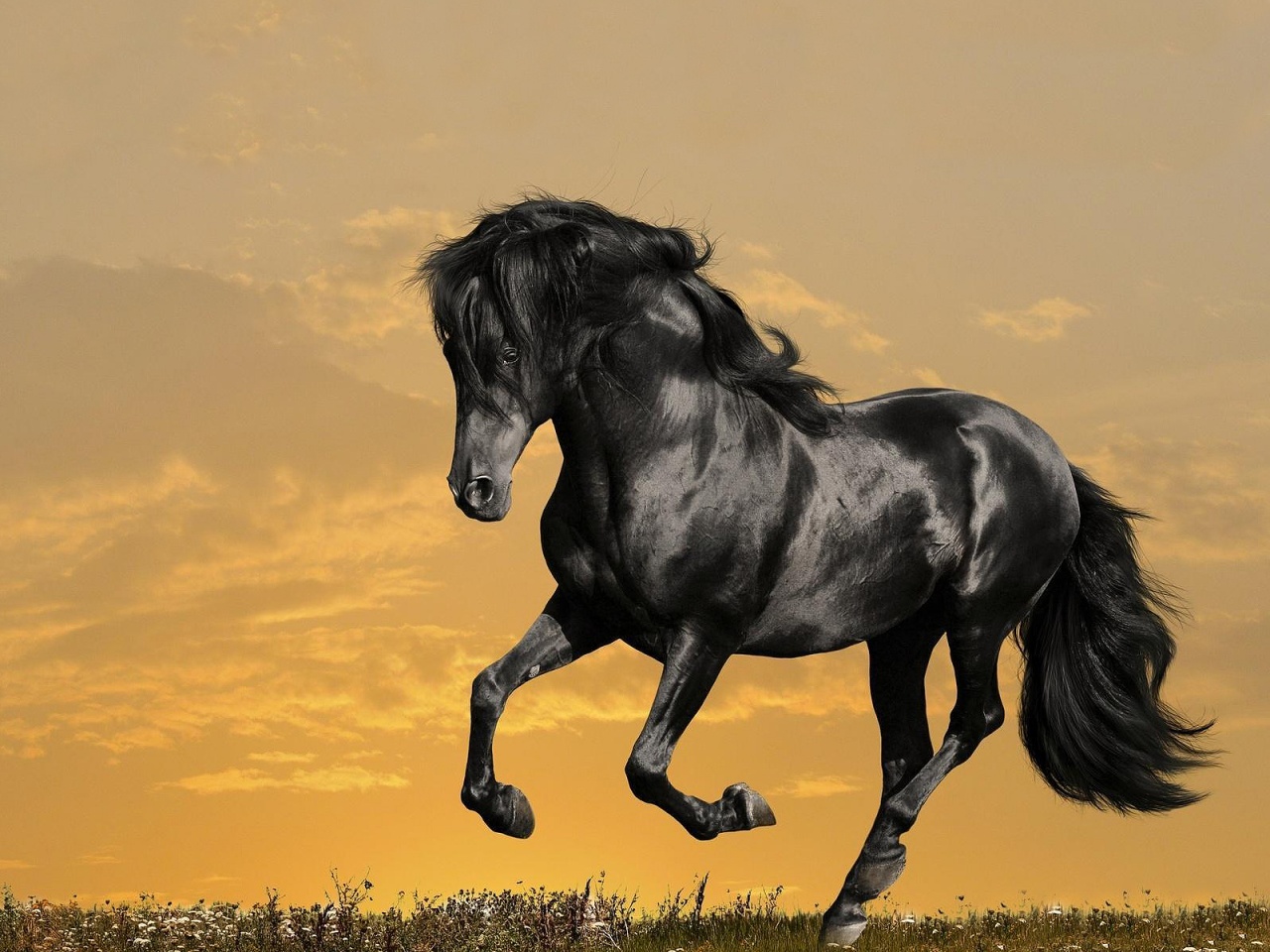 Black-Horse-1280x960.jpeg