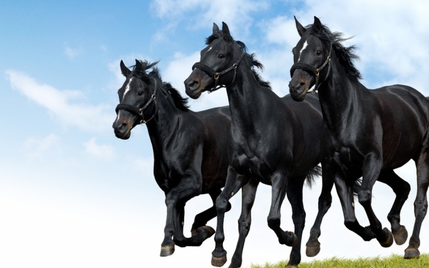 Horses_wallpapers_363.jpeg