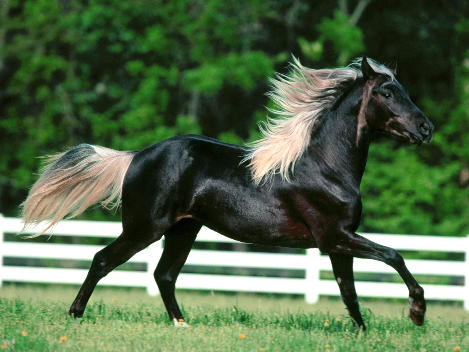 Black-horse-animals-28894641-1600-1200.jpeg