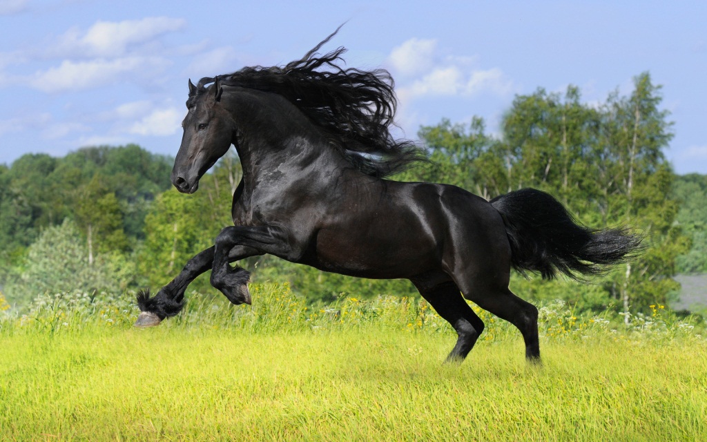 wild_black_horse.jpeg