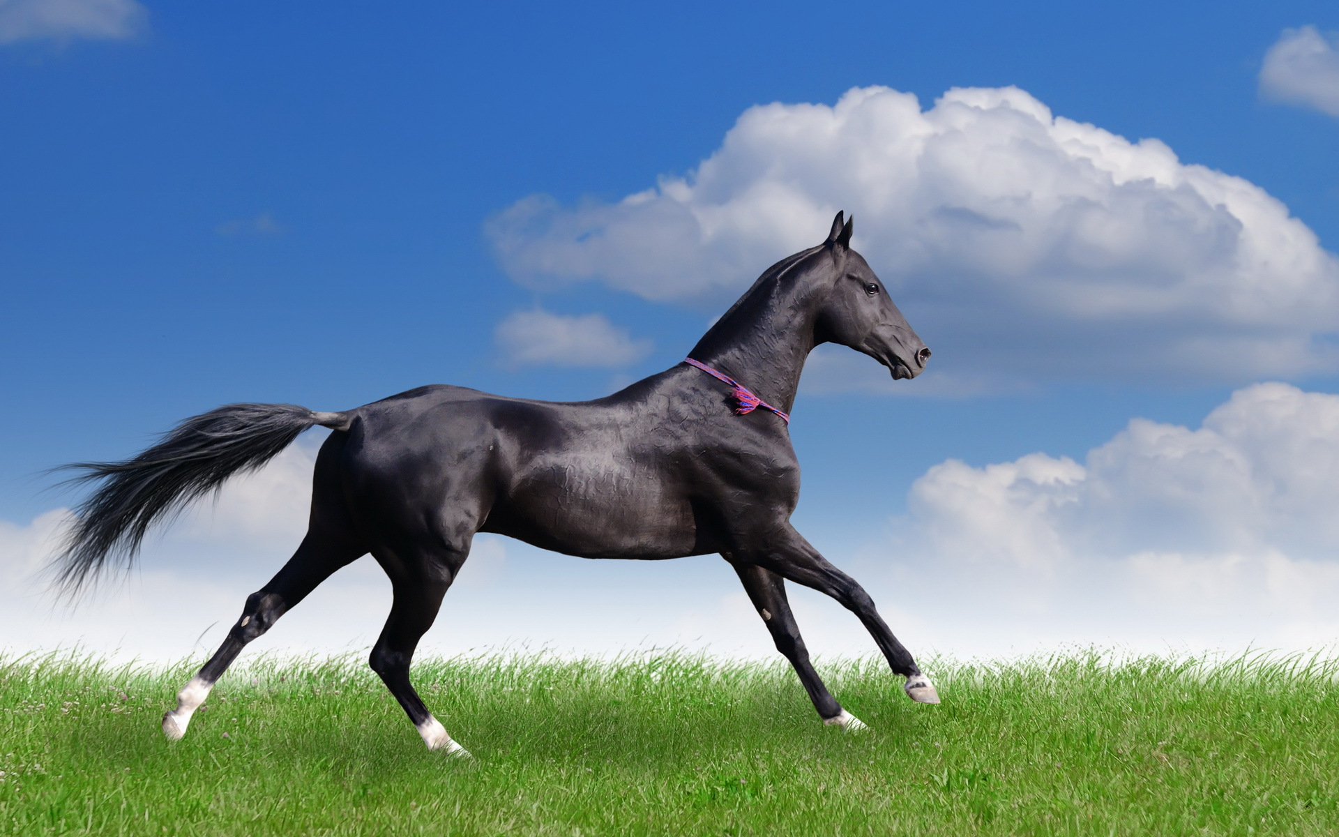 wallpaper-black-horse_1920x1200.jpeg