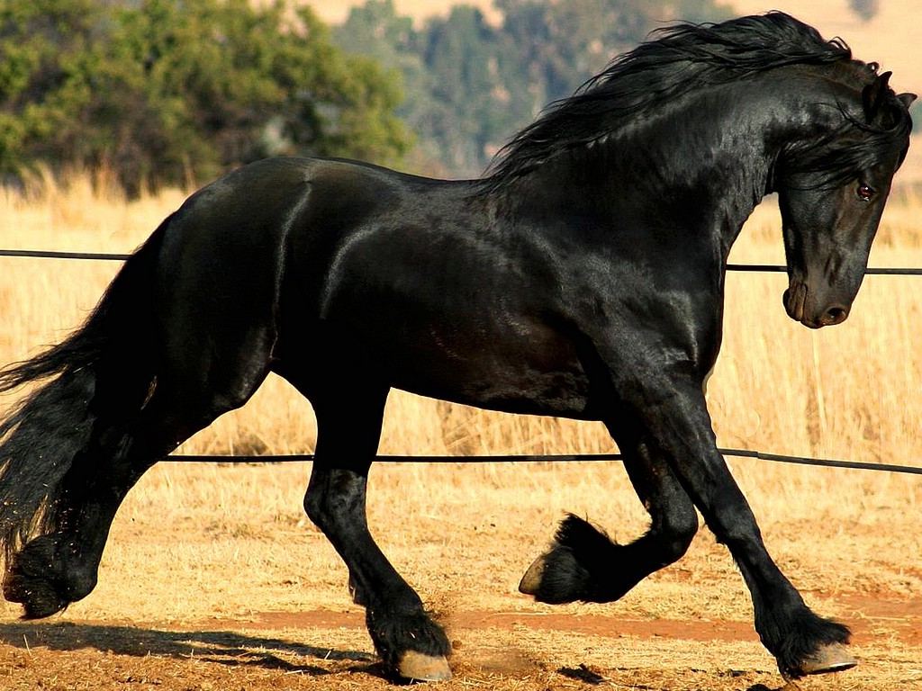Horses_wallpapers_231.jpeg