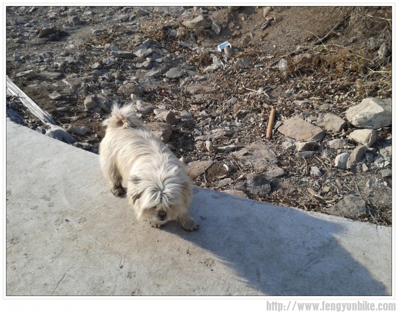 途中流浪狗