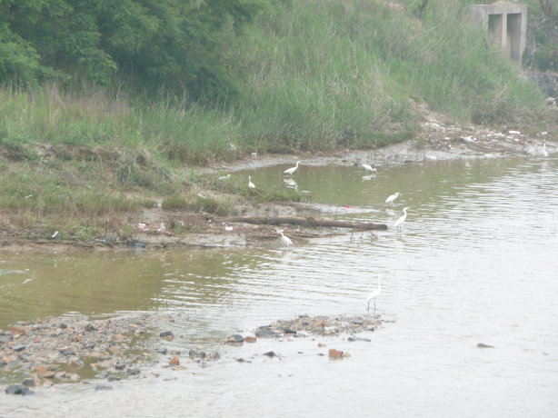 很难见到人和车辆，水禽安然的觅食。