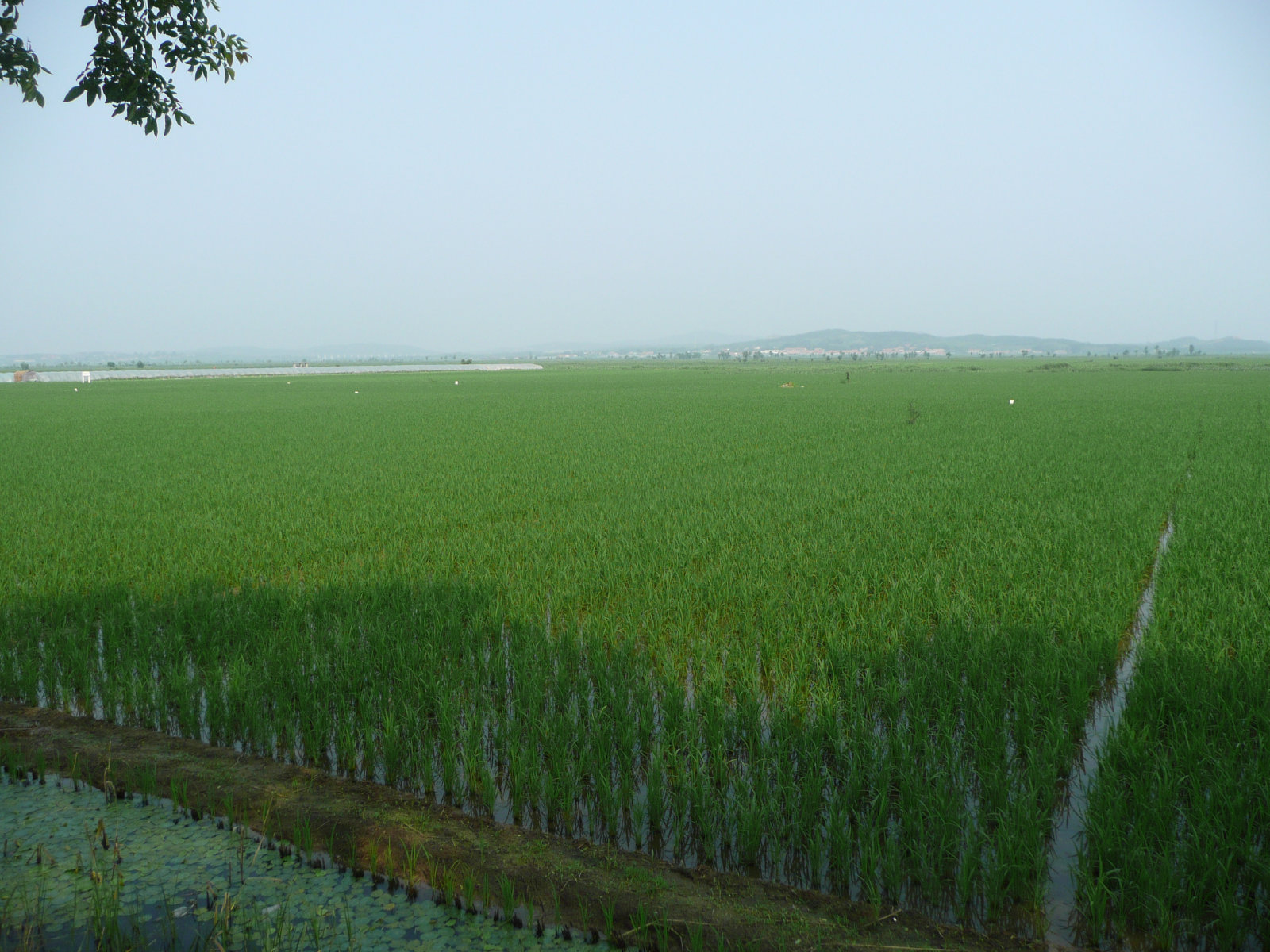 绿油油的一片。