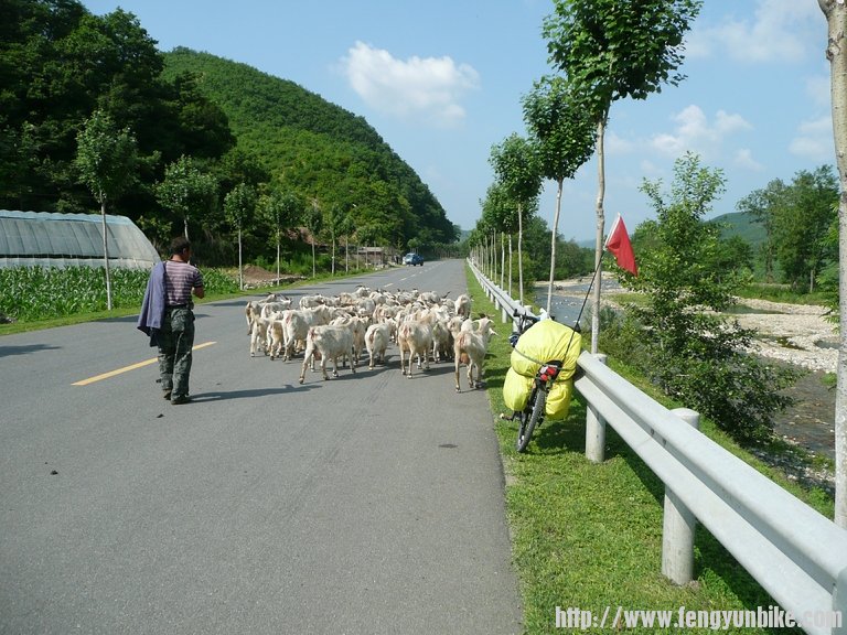 遇到了放羊的一群羊。