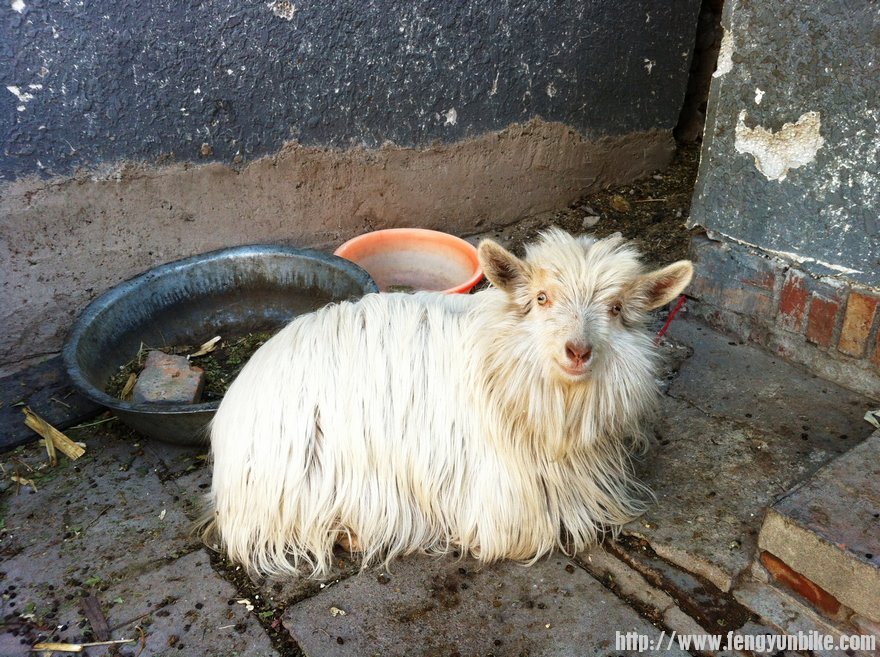 田村商店的卖萌羊，毛好长，也不知是什么品种