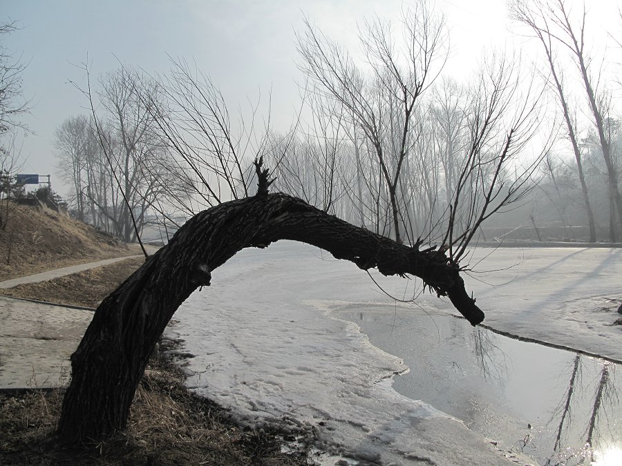 想喝冰水的大树