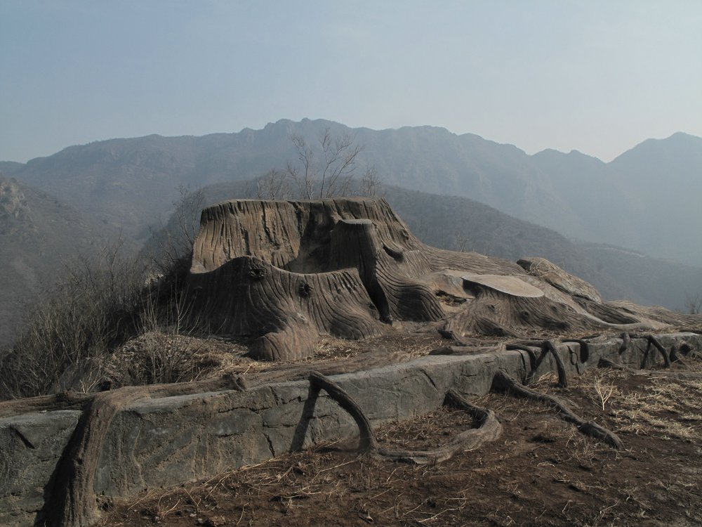 奇怪的大树观景台