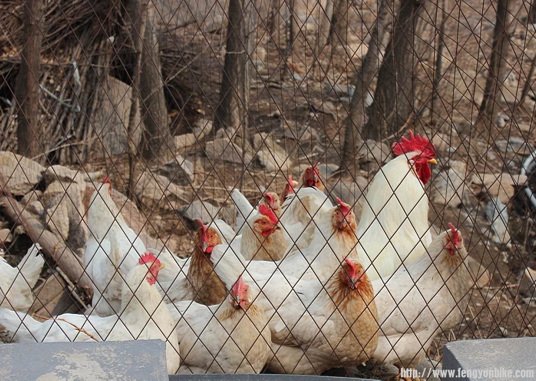 主人家的鸡