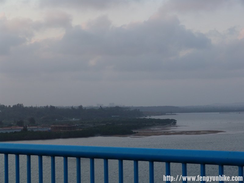 清澜大桥上看的红树林，要是摆渡的话，能从里面穿过。