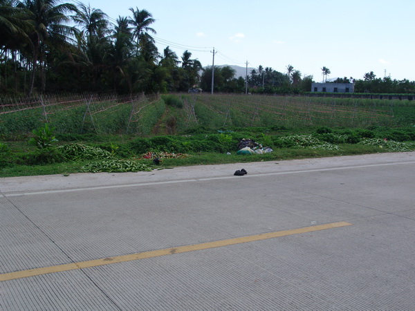 新鲜的辣椒都扔路边了，有点像课本里讲的资本主义社会倒牛奶一样了。