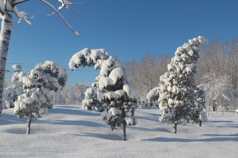 20.高傲的松树在春雪的欺负下，也扭捏起来。.JPG