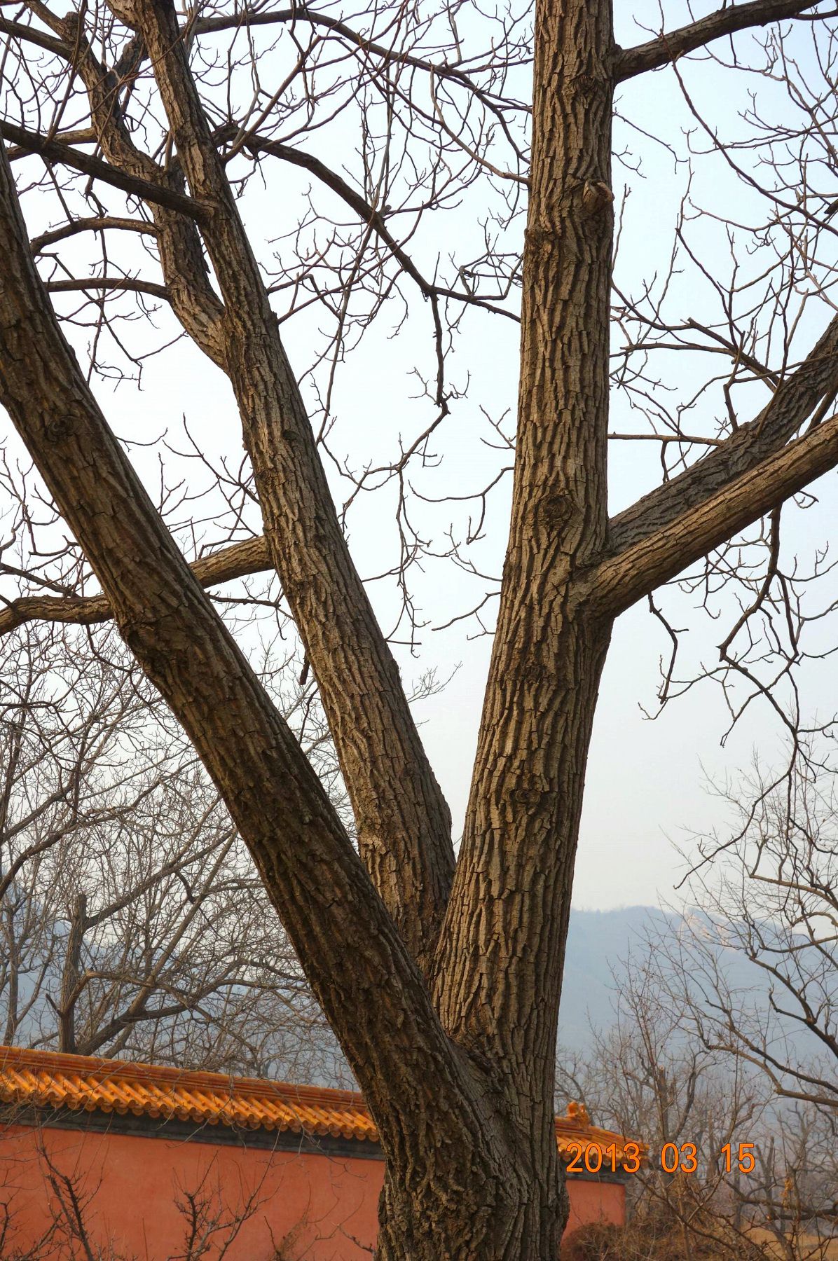 DSC06350 (2600x1733)_副本 (1196x1800).jpg