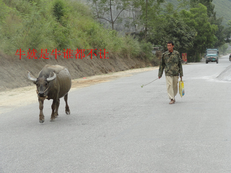 它教会了我啥叫牛