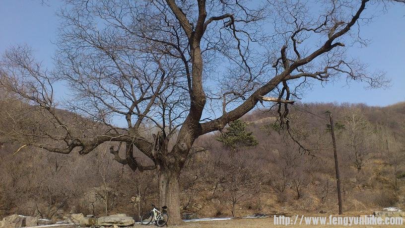 一棵老树