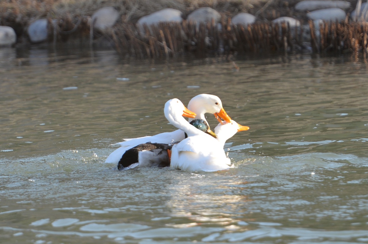 DSC_4286 - Version 2.JPG