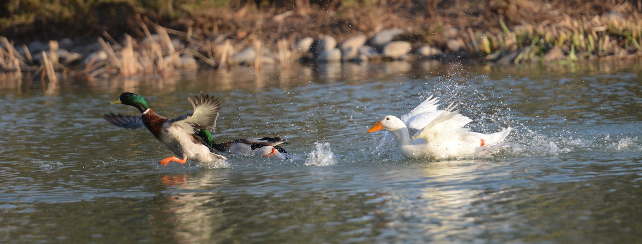 DSC_4305 - Version 2.JPG