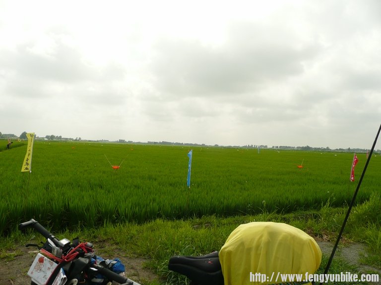 路边广种水稻。