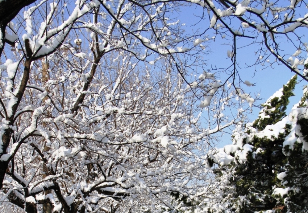 雪景_2013_03_20_08457.JPG