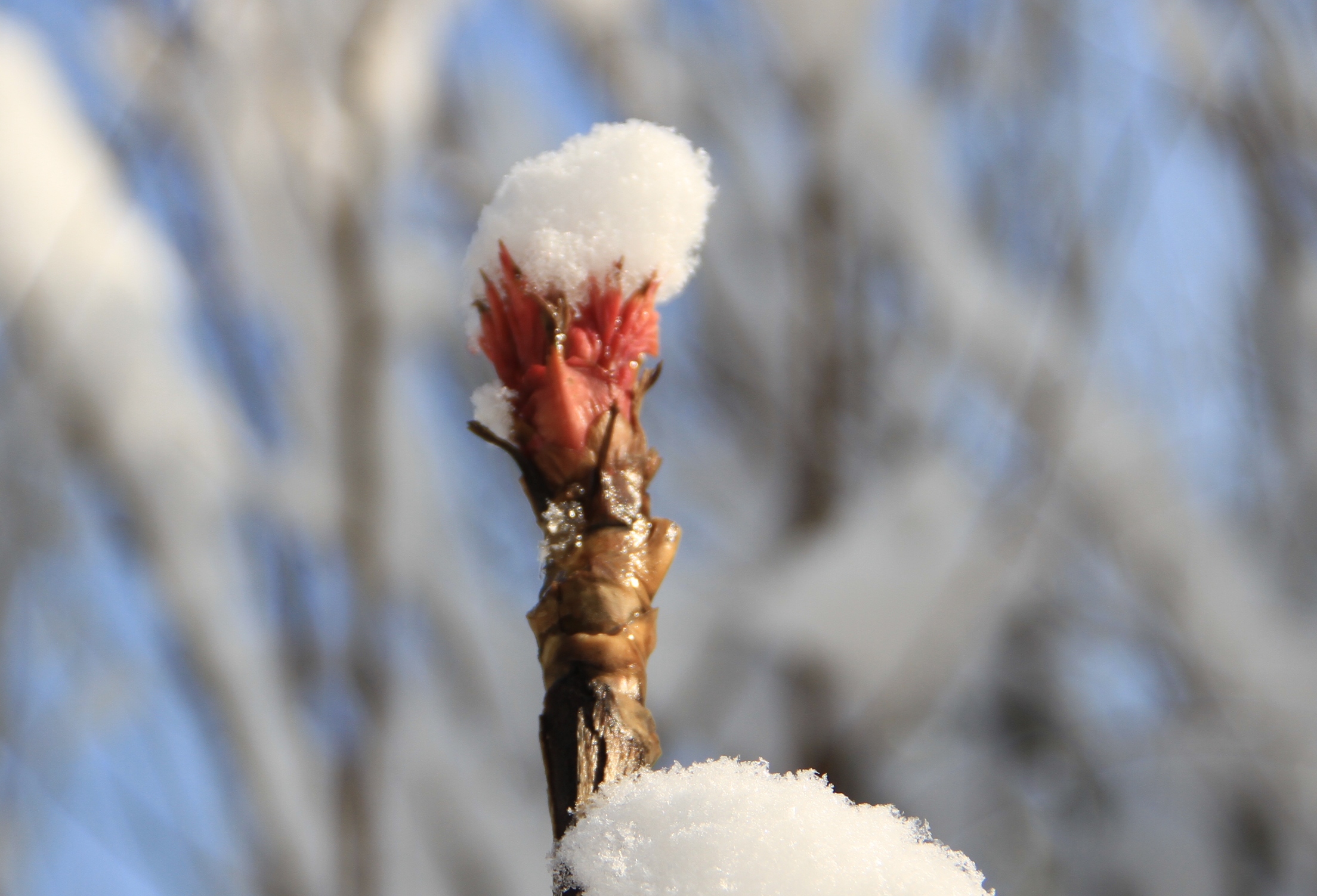 雪景_2013_03_20_08472.JPG