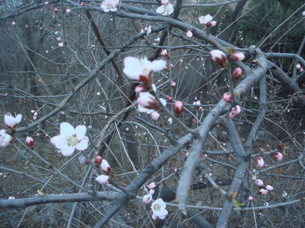 路边的花儿已经开放，春天来啦