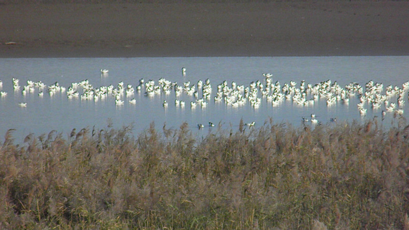 美丽的北大港湿地