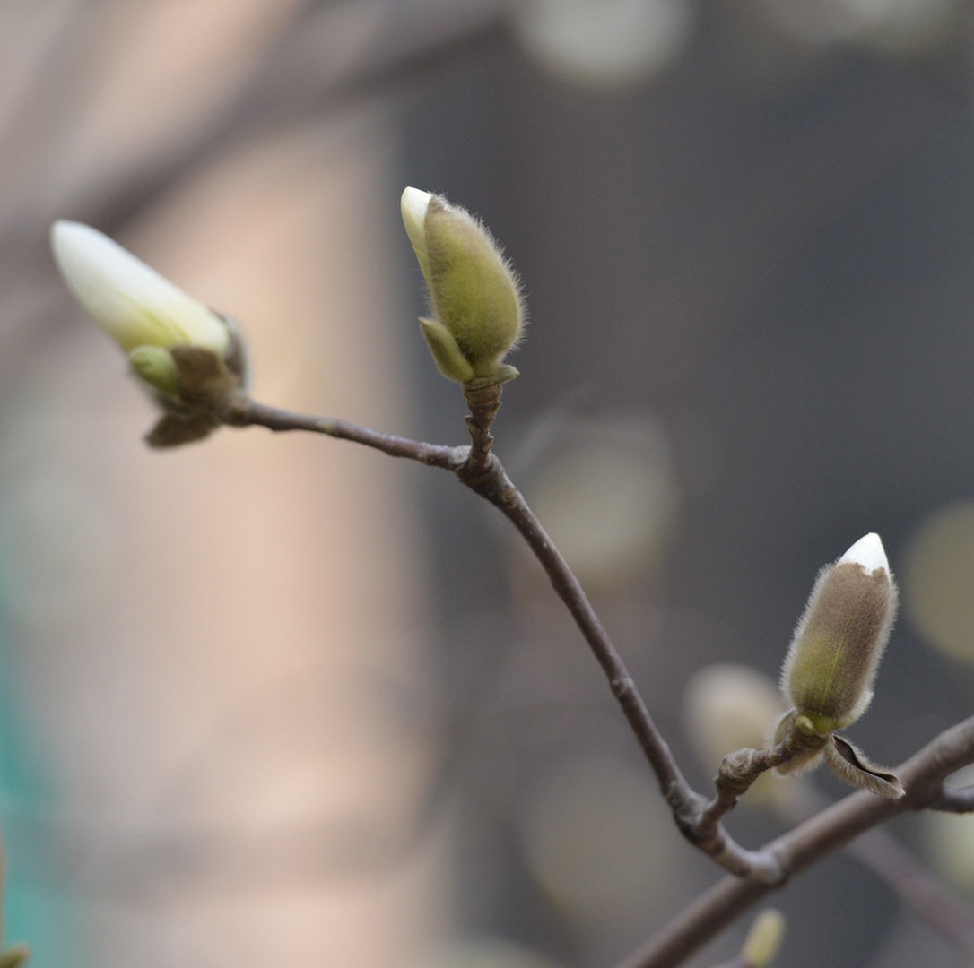 DSC_4652 - Version 2.JPG