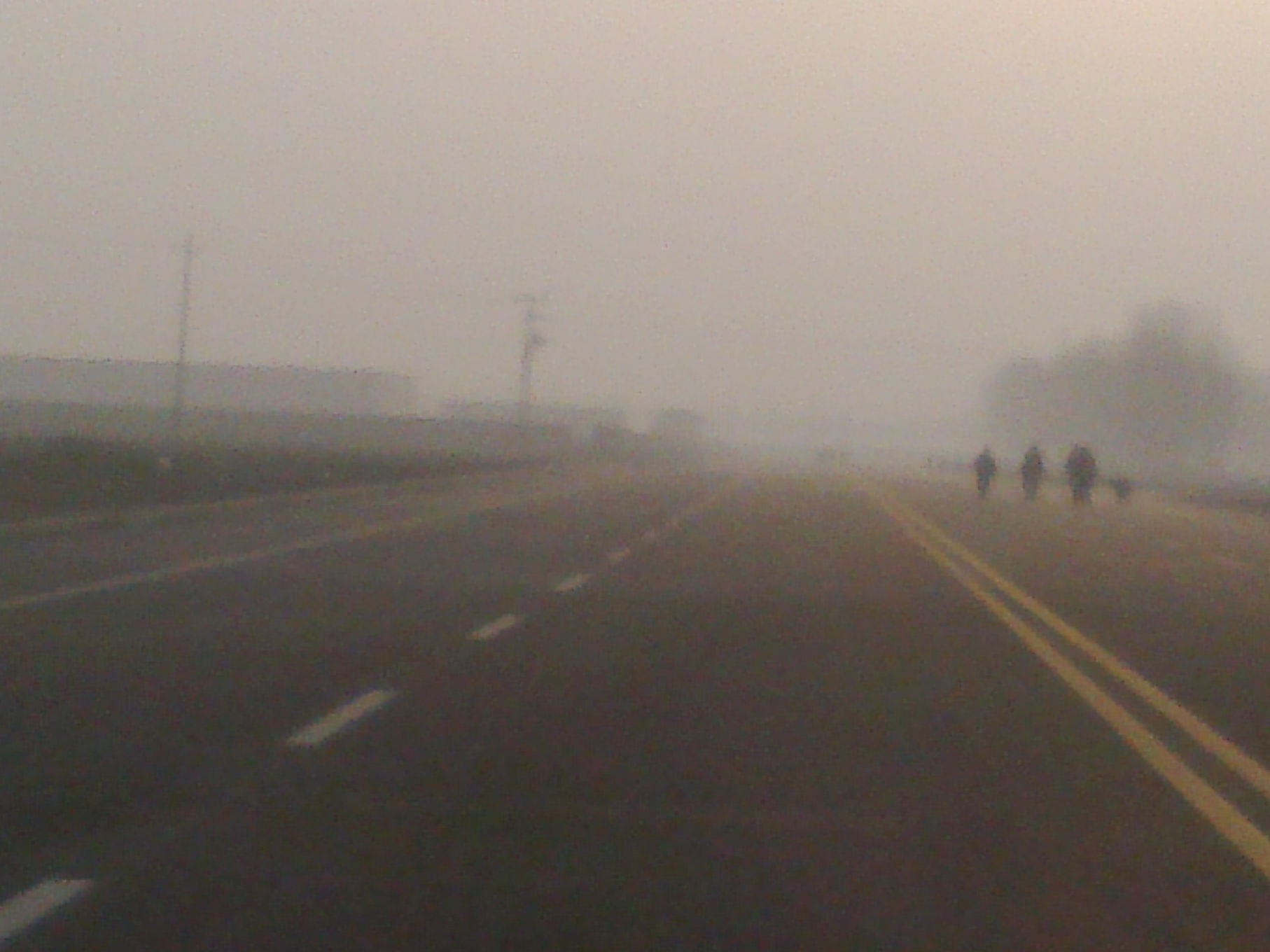 最右边的就是其中一条狗个儿不小那