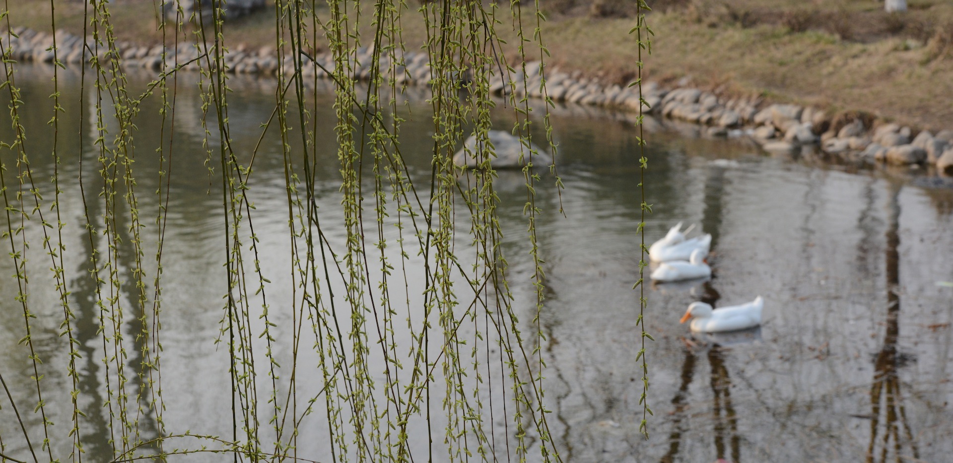 DSC_4743 - Version 2.JPG