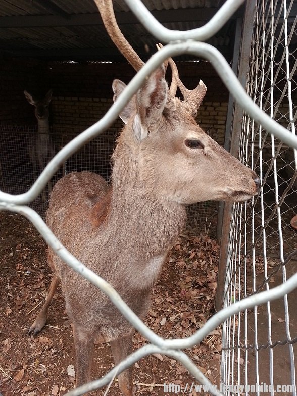 里头大姑娘的爷们
