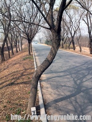 09光顾看景，肩膀撞树了，正所谓孔雀东南飞，自撞东南枝，如碑所示，此树长得确实很2 ...